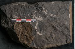 Foto (Detailansicht) von Asplenium hochstetteri Unger (NHMW-GEO-2024-0188-10305)